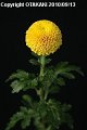 Chrysanthemum Jenny Orange